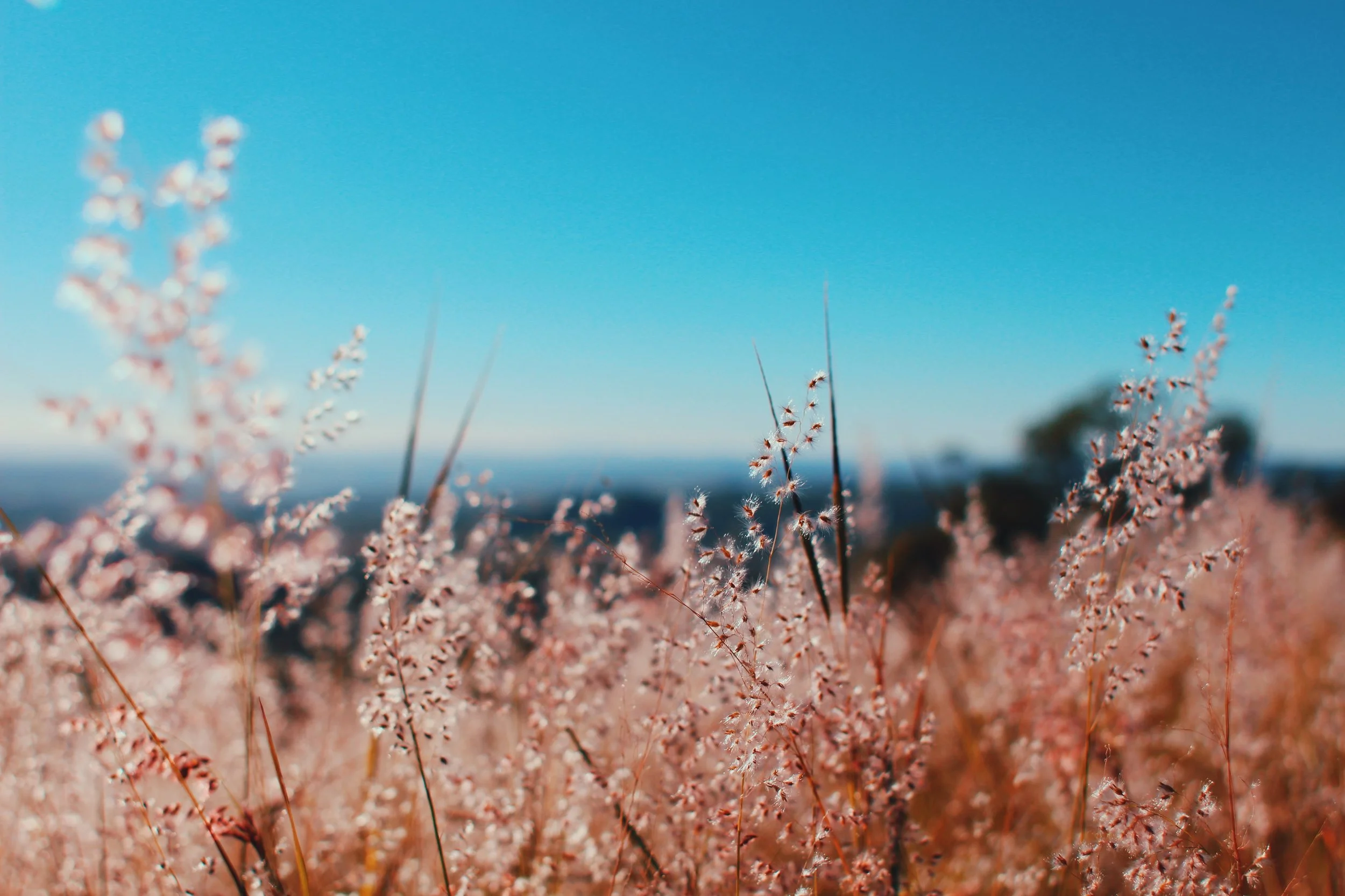 Close-up of delicate pale grass seed heads against a clear blue sky, soft focus background, calm pastel mood