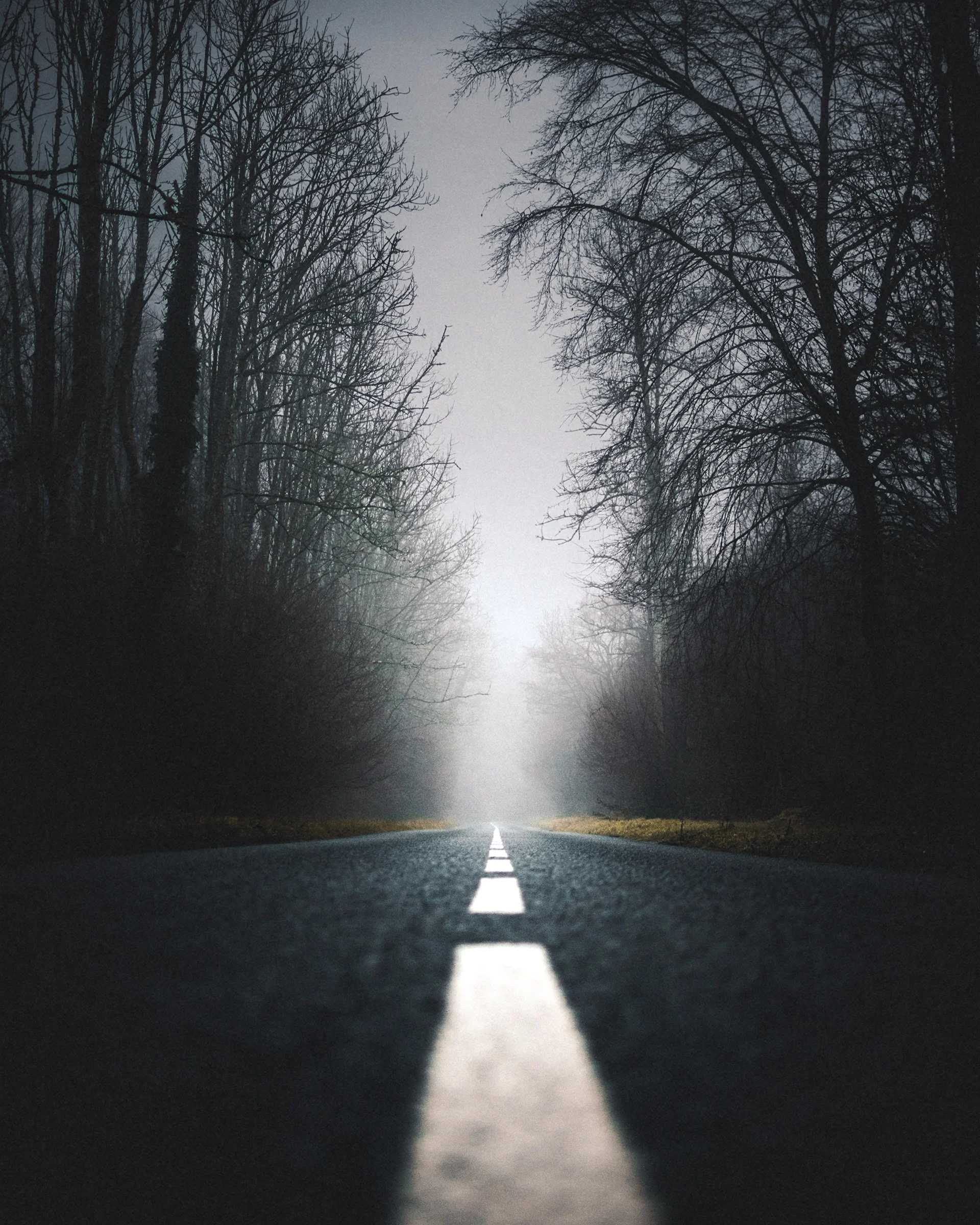A foggy road leading through a dark avenue of bare trees, with a bright light at the vanishing point, in muted dark greens